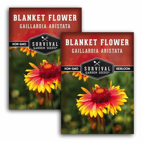 Blanket Flower Seeds for Planting – Perennial Gaillardia Aristata Firewheel 2