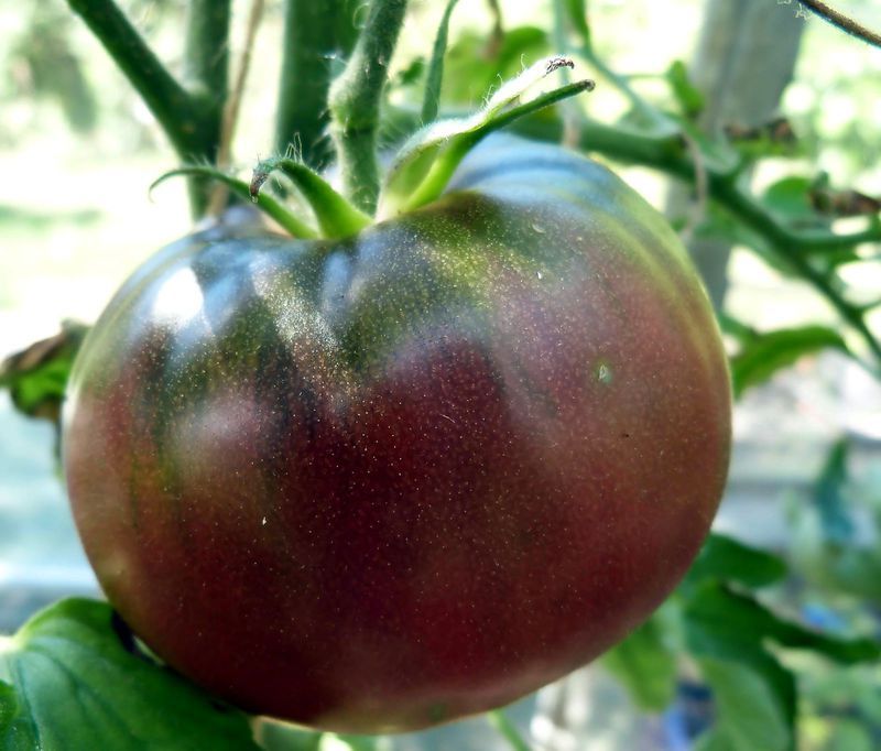 0.1 gram Black Krim Tomato Seed. OP/OG. No-till, Слава Україні! Героям слава!