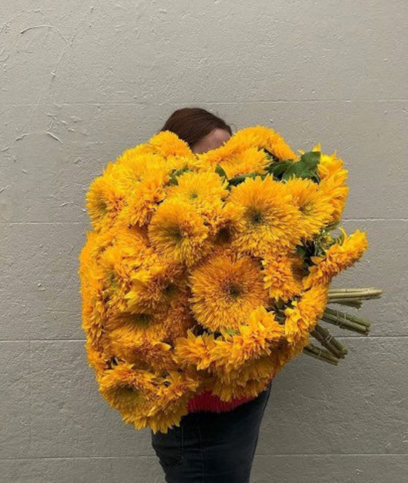 25+ GIANT TEDDY BEAR SUNFLOWER SEEDS – 7+ FEET TALL — BEE’S HUMMINGBIRD — RARE