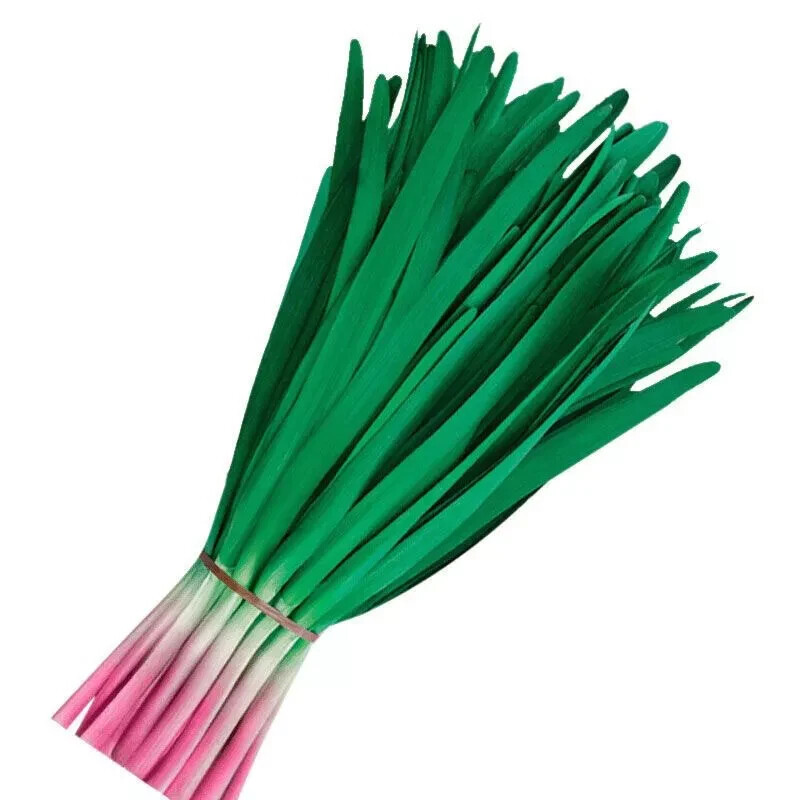 22 Chinese Garlic Chives 10+ yrs old Bareroots 韮菜裸根 부추 – edible delicious