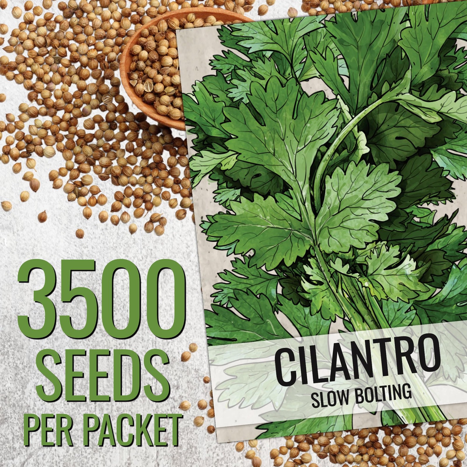 Cilantro Seeds for Planting Herb Seed | 3,500+ Non GMO Heirloom & Untreated S…