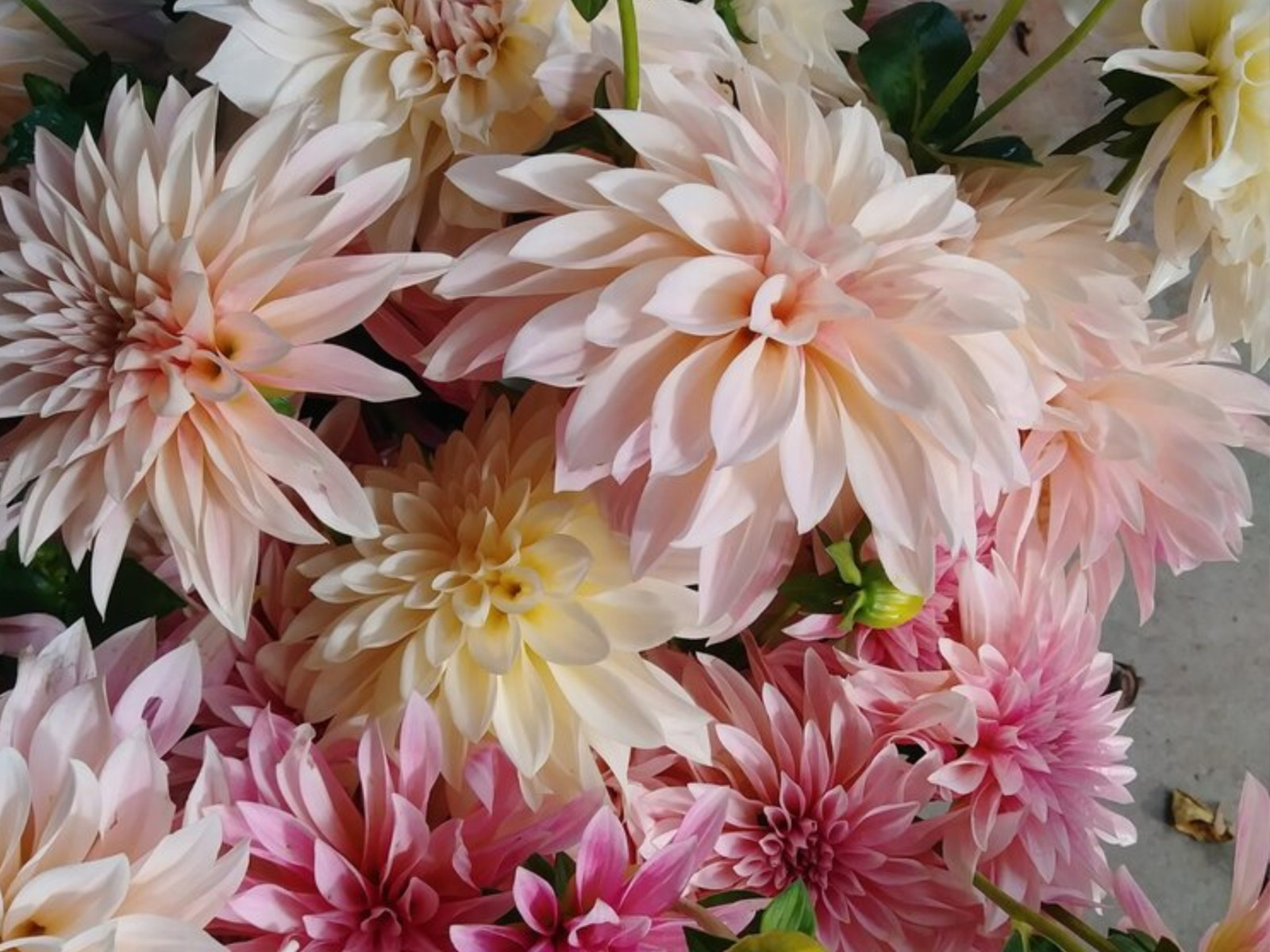 40+ Seeds| Café Au Lait Dahlia Perennial Seeds #D026