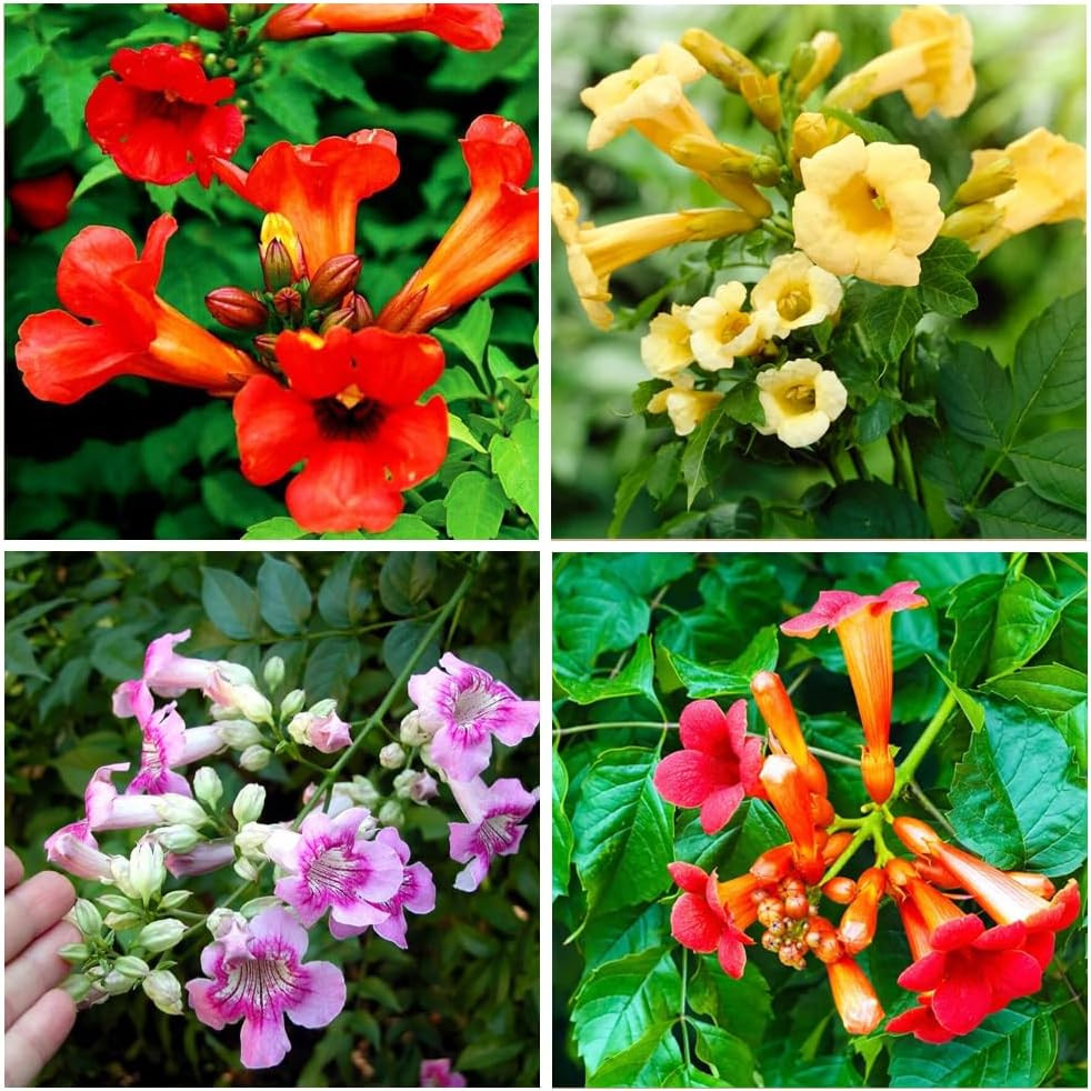 100+Hummingbird Trumpet Vine Plant Seeds-Trumpet Creeper Seeds Non-Gmo Heirloom