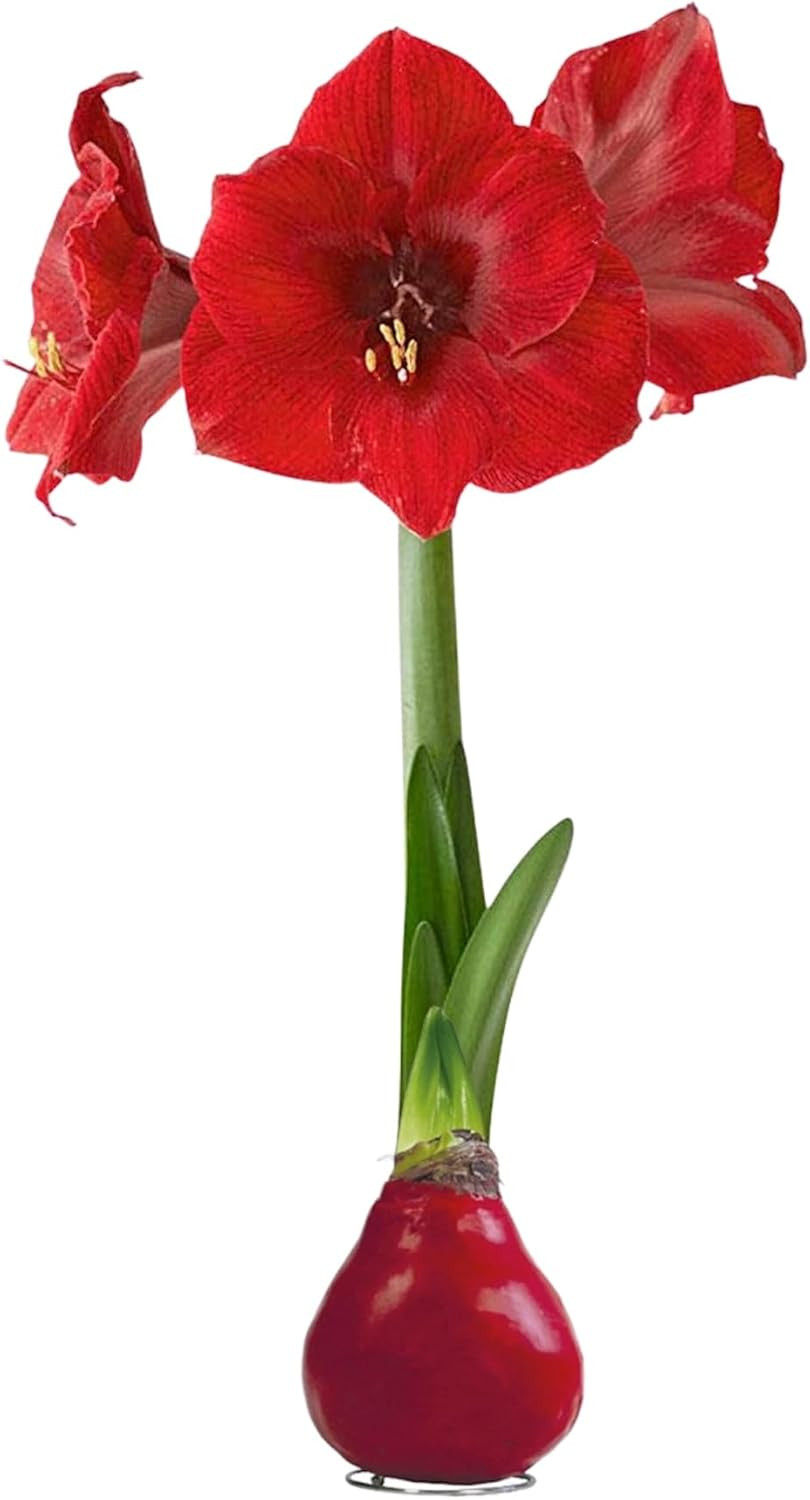 Waxed Amaryllis Bulb – Red Wax with Red Blooms – Live Holiday Gift Plant, Easy C