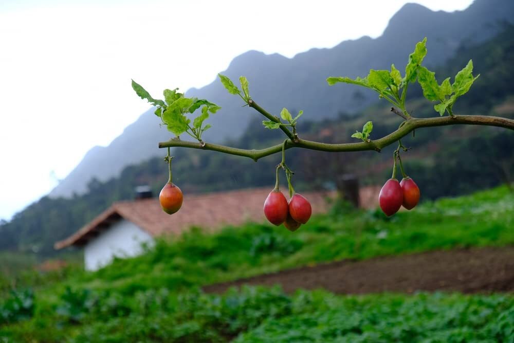 Tree Tomato Seeds for Planting – 10 Rare Seeds – Tamarillo, Cyphomandra betacea