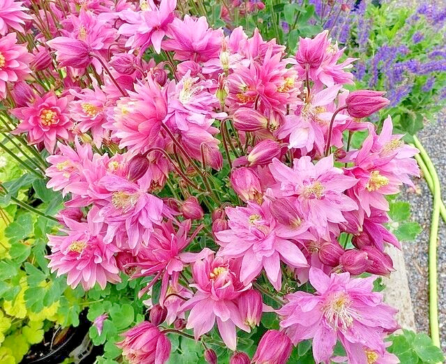 COLUMBINE MIX, 200+ SEEDS, ALL KINDS AND COLORS, AQUILEGIA, NICE SHADE FLOWERS