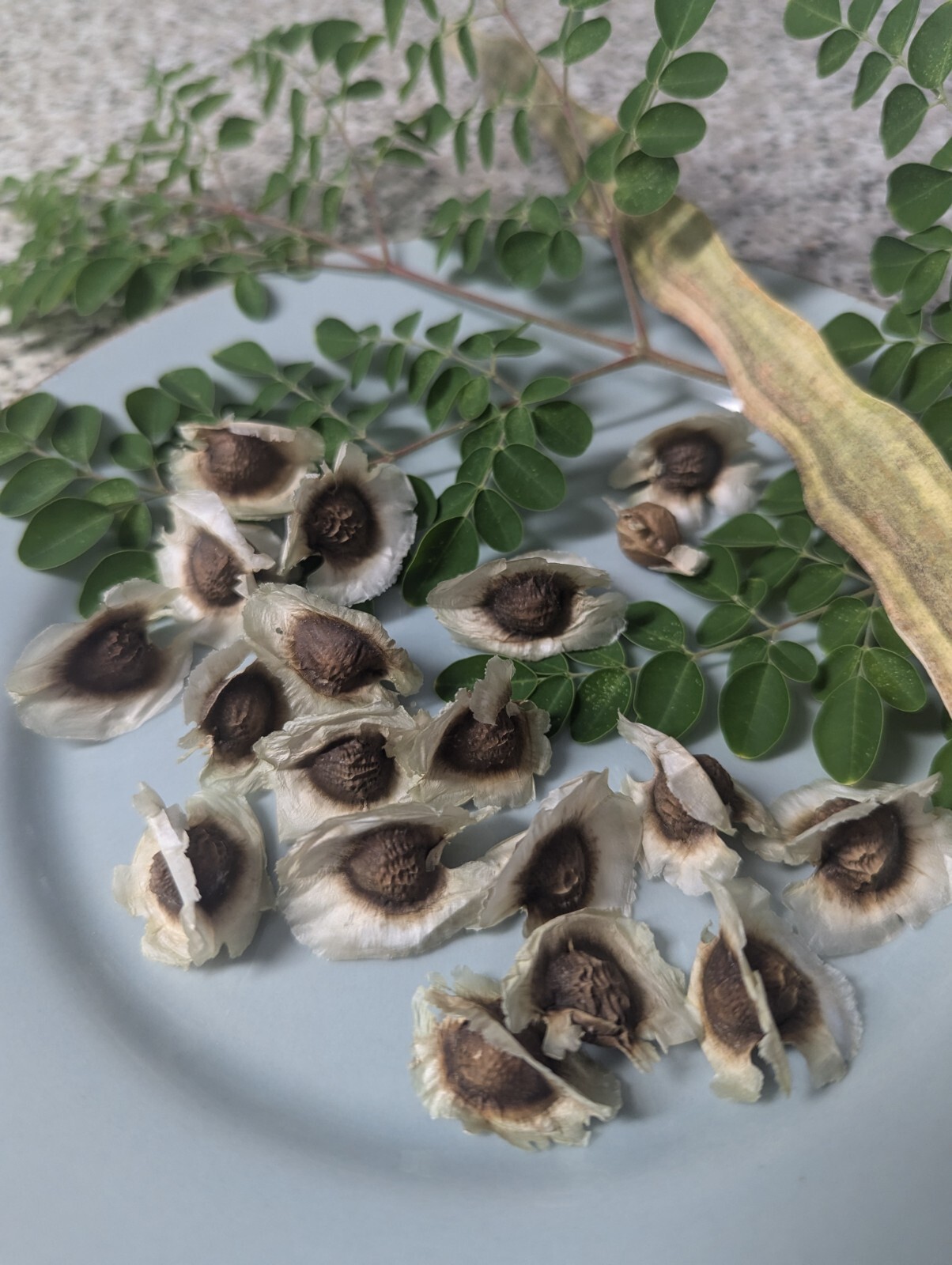 Moringa oleifera MORINGA seeds 10 fresh seeds homegrown in South Florida