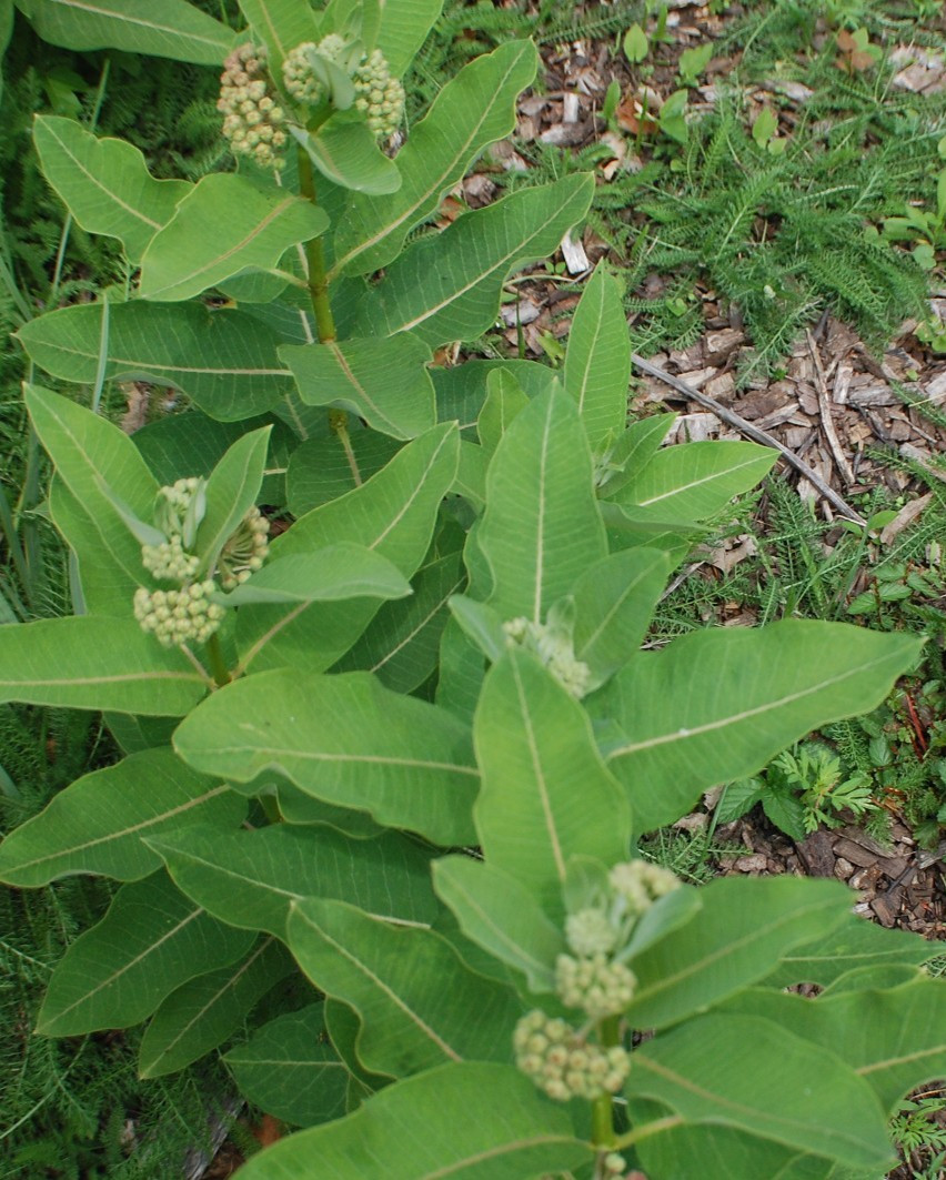 1 GRAM + Common Milkweed/NATIVE NE US/Asclepius Syriaca/ORGANIC