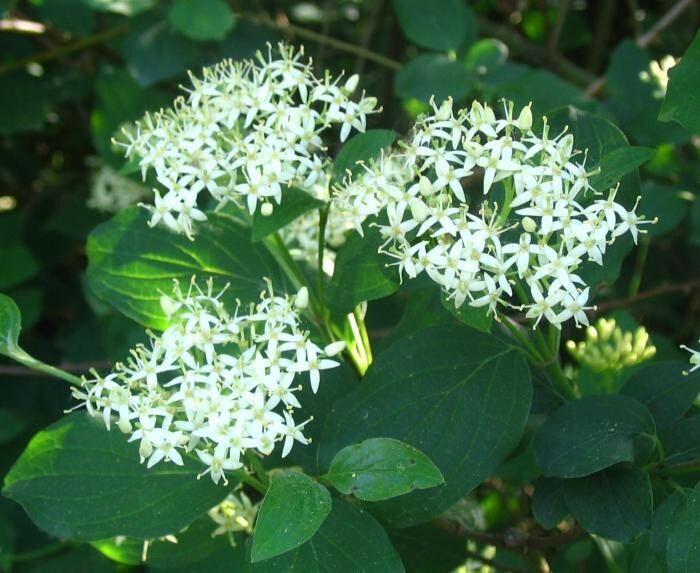 Cornus Sanguinea 20 Seeds, Dogwood Midwinter Fire, Winter Flame Shrub Cold Hardy