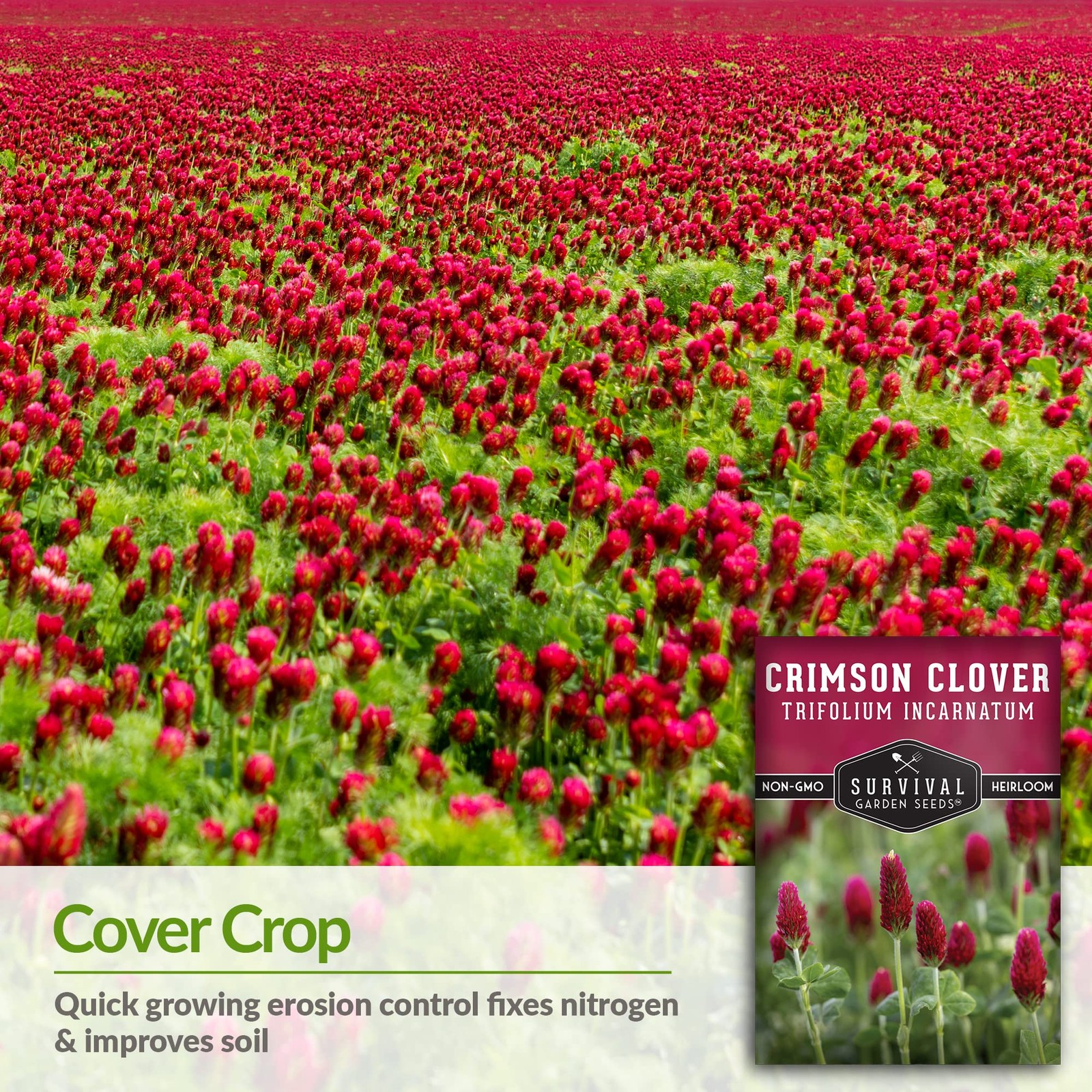 Crimson Clover Seeds Heirloom NonGMO Cover Crop for Soil & Pollinators 2