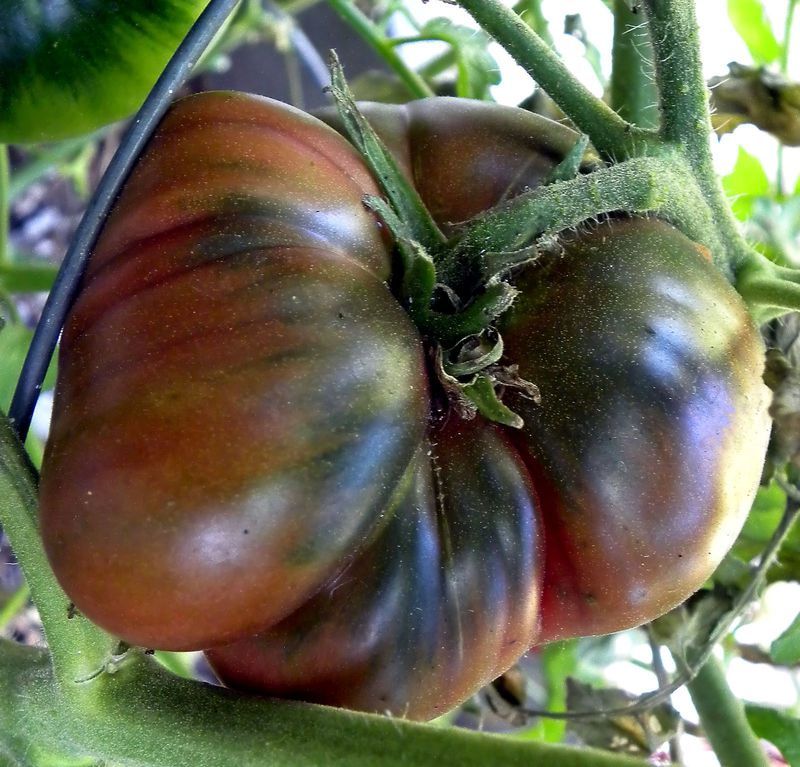 0.1 gram Black Krim Tomato Seed. OP/OG. No-till, Слава Україні! Героям слава!