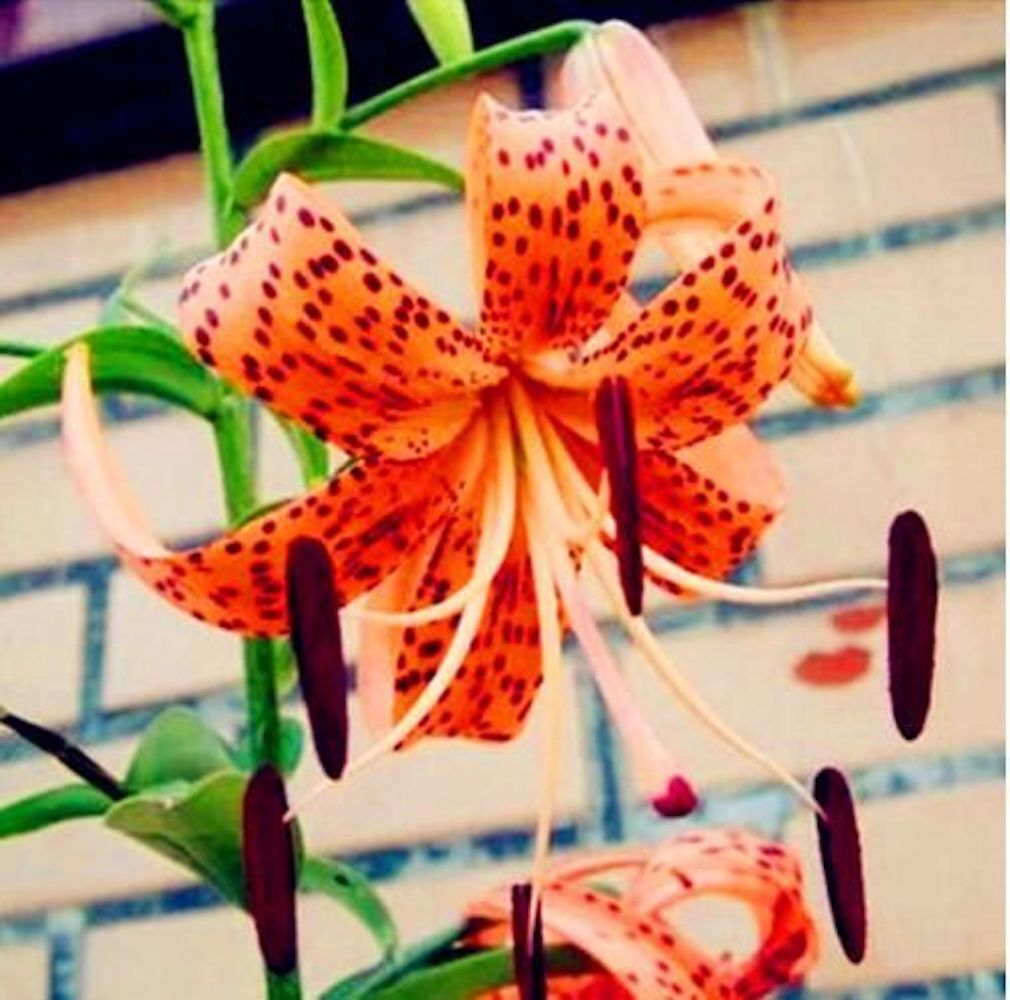 20 EXOTIC rare LILY SEEDS for garden flower perennial plant beds USA SELLER USPS