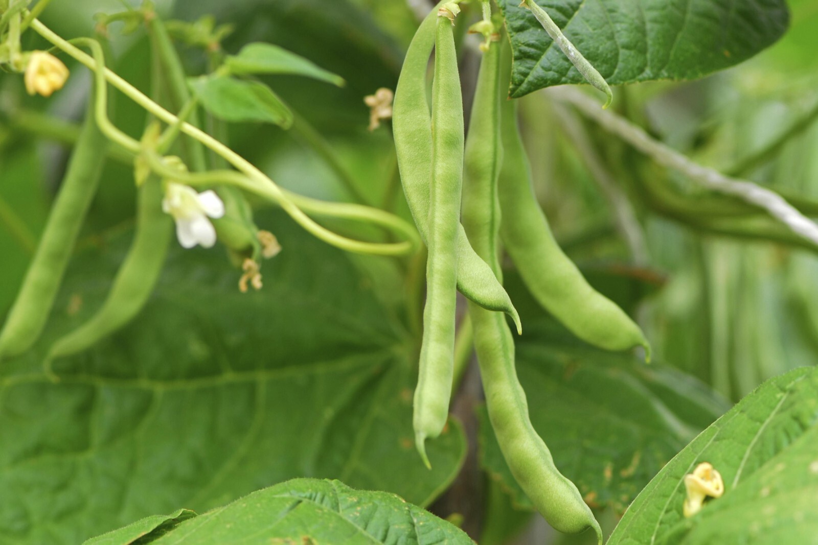 Heirloom Bean Seeds | Non-GMO – Choose from several bean varieties BULK