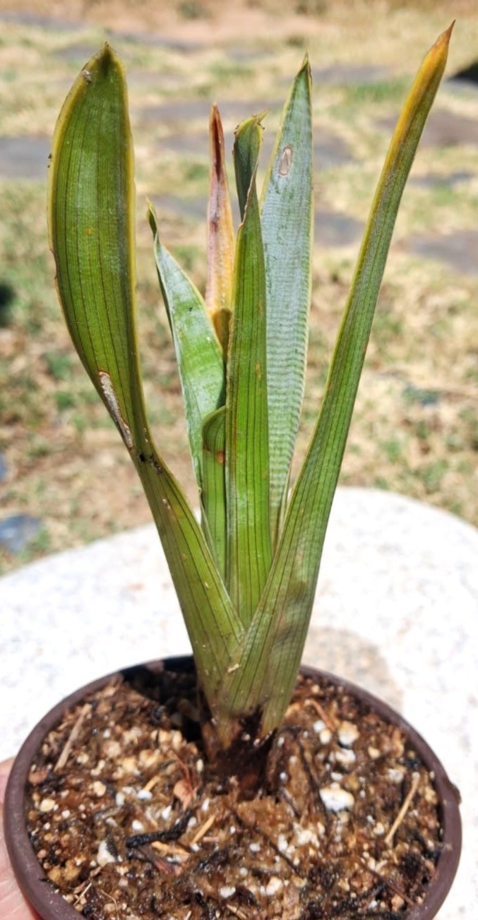 Live Carnivorous Plants – Bromelia Brocchinia Reducta (medium size)