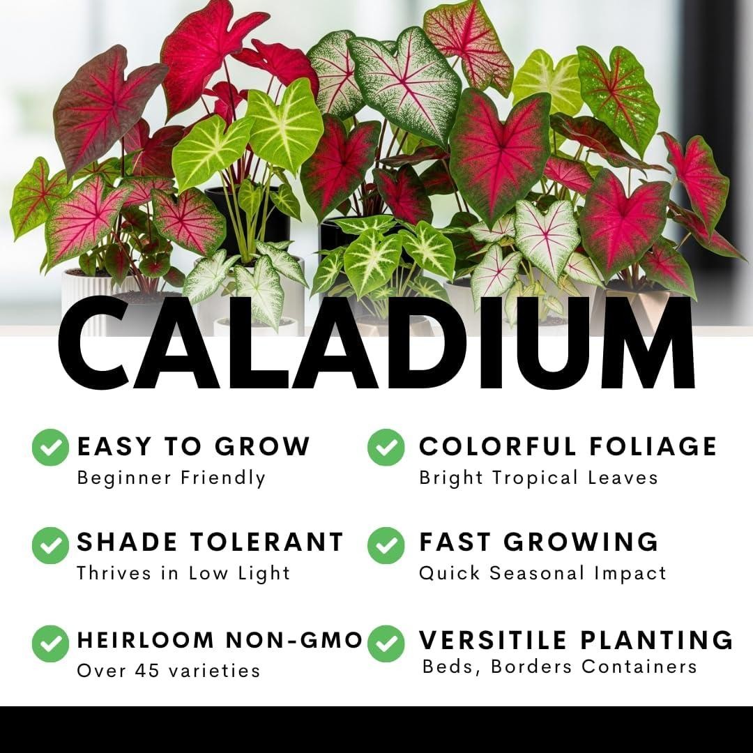 Scarlet Arrow Caladium Bulbs For Planting – Great Indoor Plants (6 Bulbs)