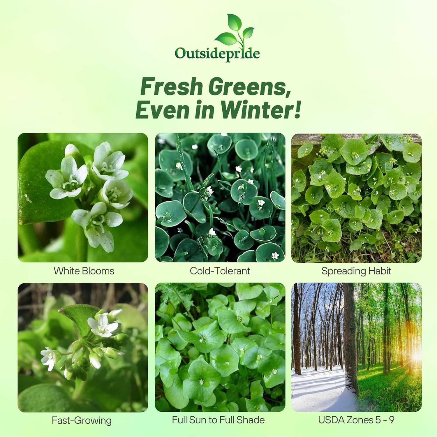 Winter Purslane Seeds for Planting – 5,000 Pcs Annual, Easy to Grow, Vitamin-…