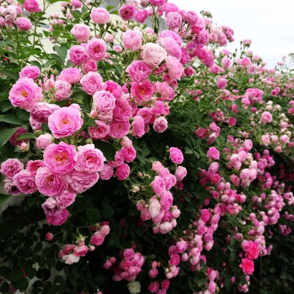 Vibrant Heirloom Climbing Rose Seeds (200+) – Easy Growth for All Seasons