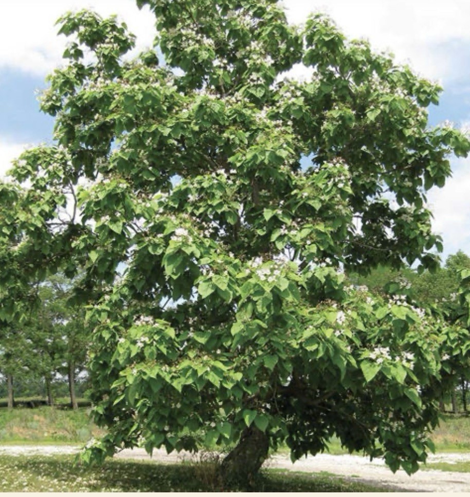 Catalpa Tree Seeds for Planting – 100 Seeds- Stunning Flowers, Large Leaves