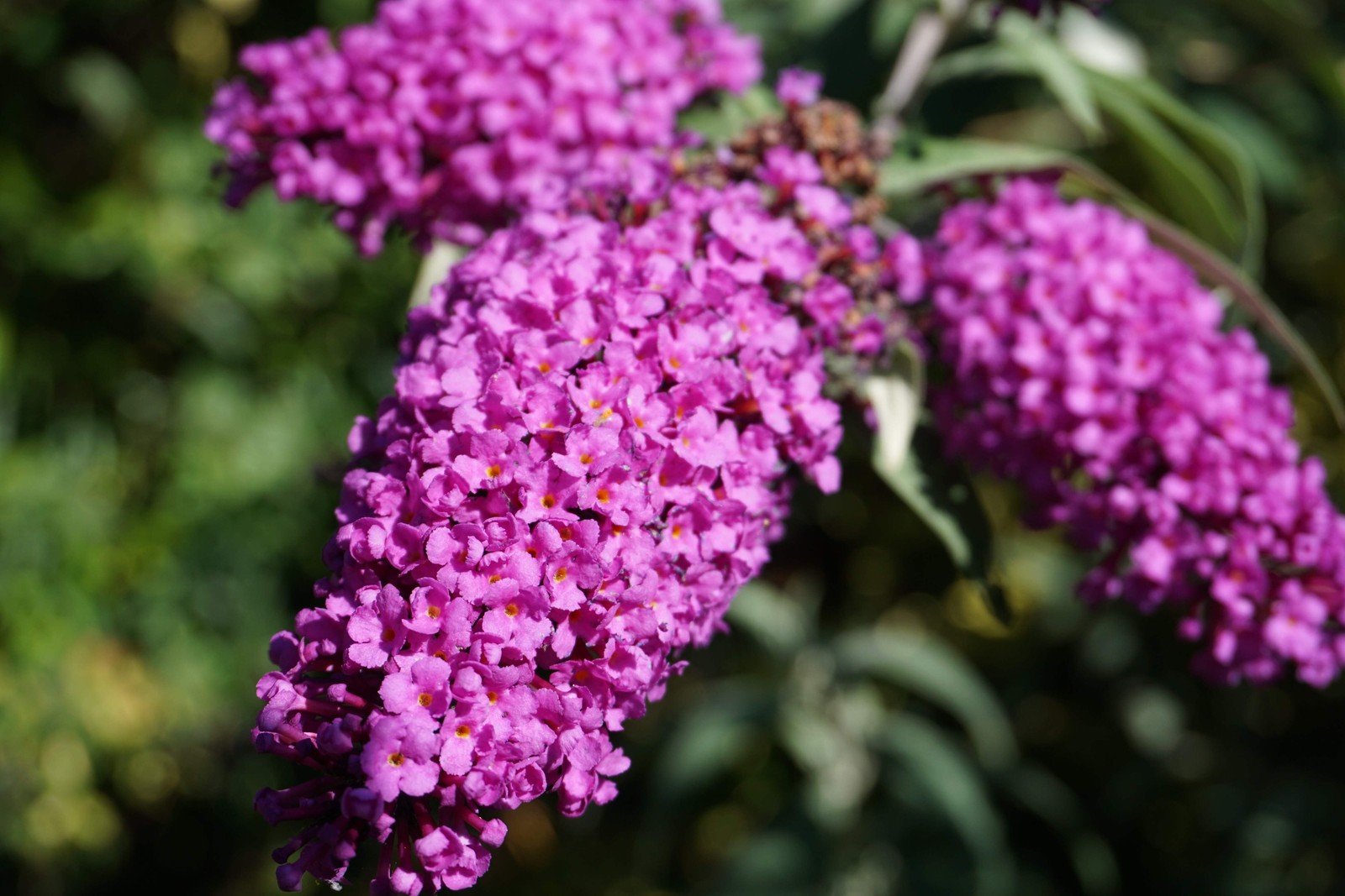 50 VIOLET PURPLE BUTTERFLY BUSH Buddleia Davidii Flower Seeds *Flat S/H