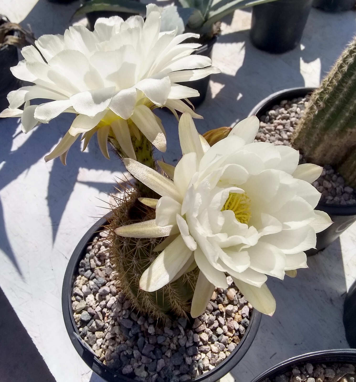 Tricho hybrid ‘White Wedding’