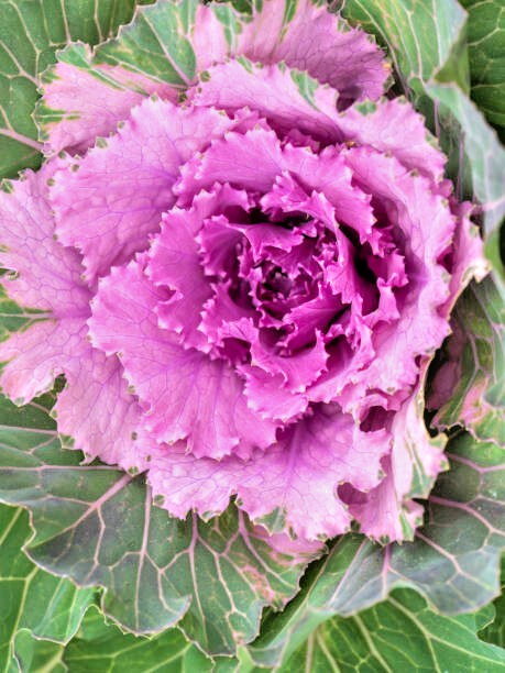 500 RED RUSSIAN KALE SEEDS | 2026 SALE FREE SHIPPING NON GMO HEIRLOOM