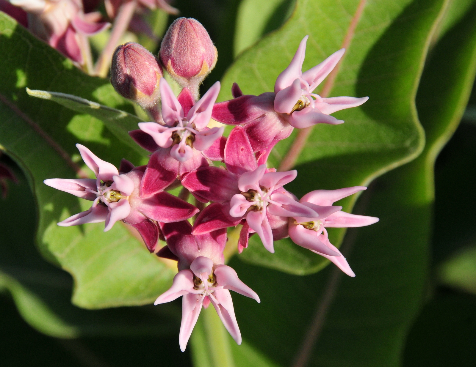 2,000 ASCLEPIAS SPECIOSA Seeds (Showy Milkweed) | NON-GMO | Free shipping