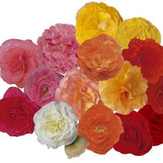 Begonia Seeds Fortune Mix 15 Pelleted Seeds