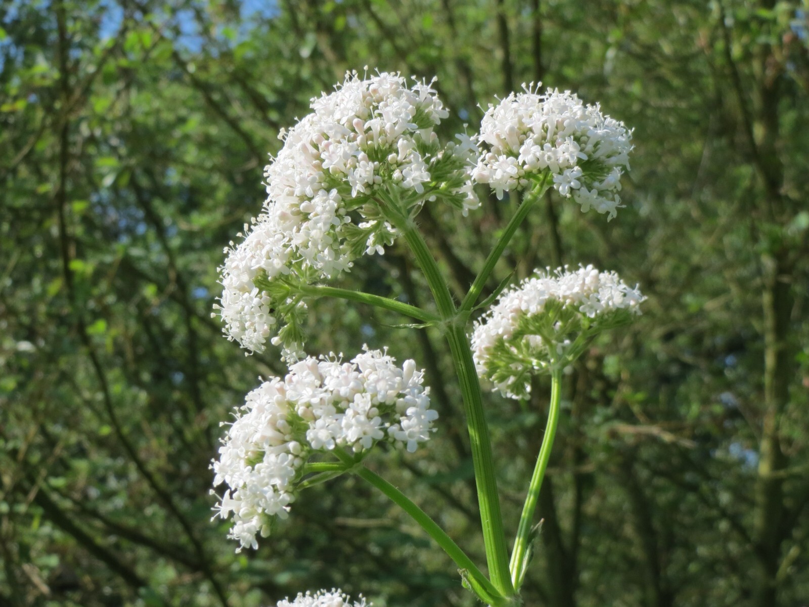 Valeriana officinalis 100 Seeds – Valerian