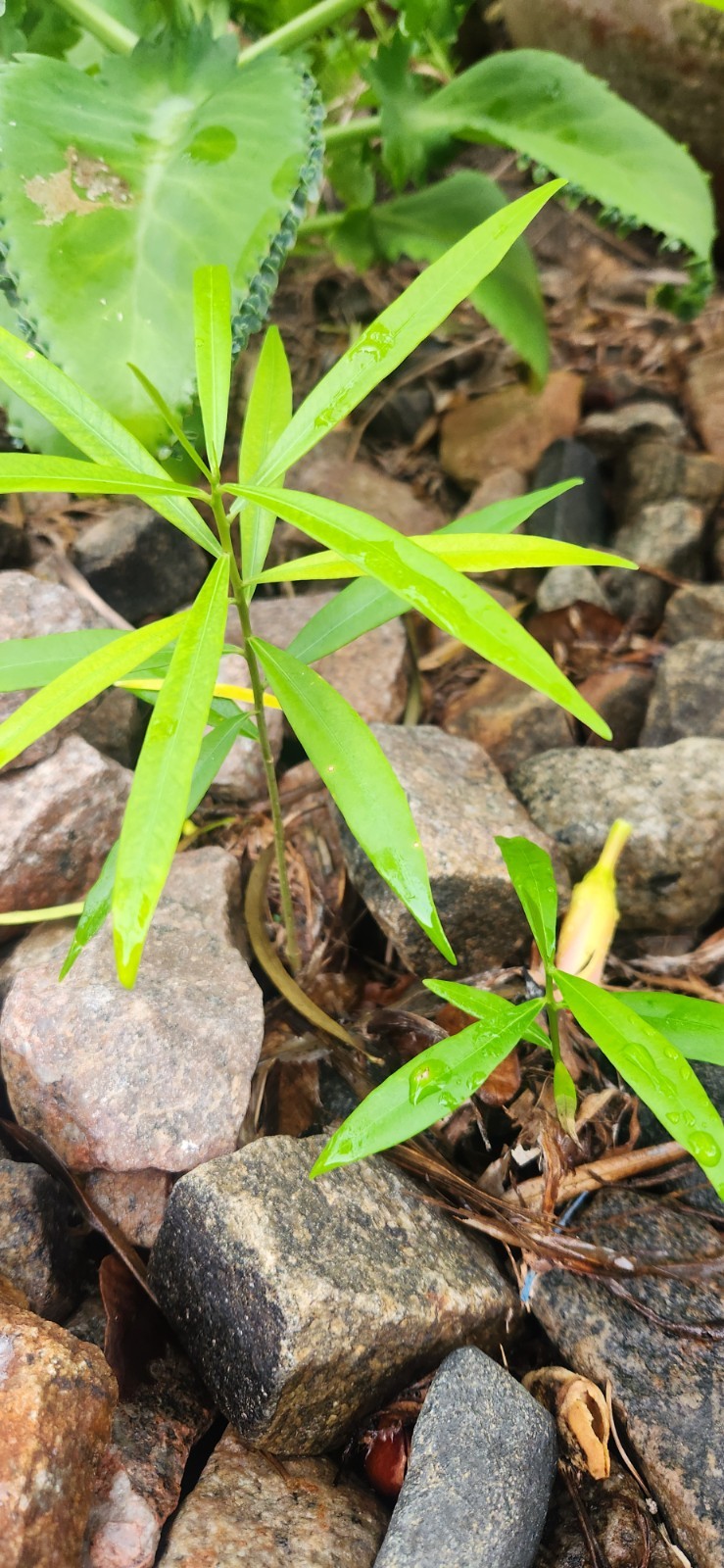 Thevetia nereifolia (Orange Oleander peruviana) 2 started plants (5-7 inch)