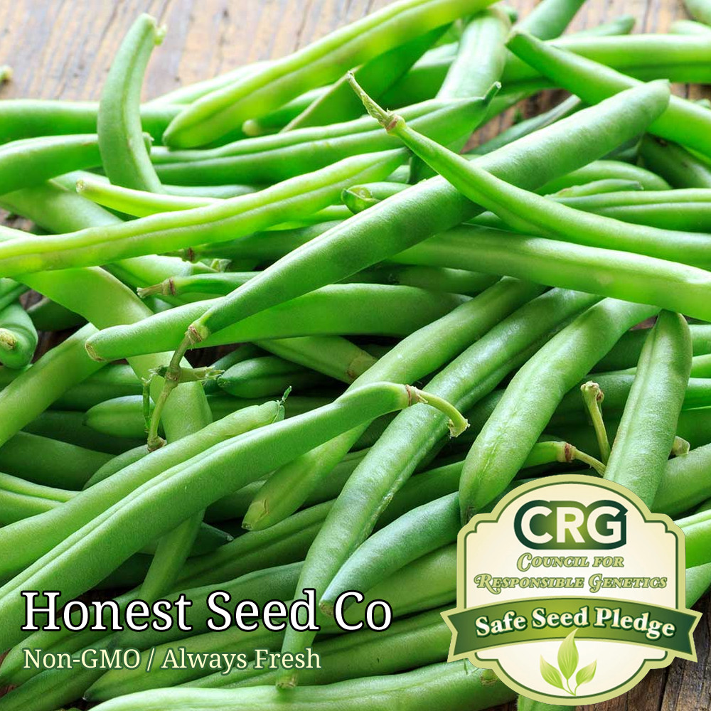 Heirloom Bean Seeds | Non-GMO – Choose from several bean varieties BULK