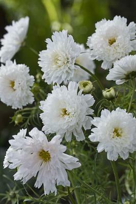 Cosmos Double Click Snow Puff 100 seeds