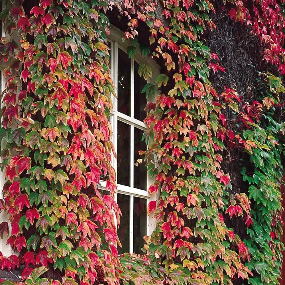 Boston Ivy, Grape Ivy, Japanese Creeper 50 Seeds 2024 – USA seller