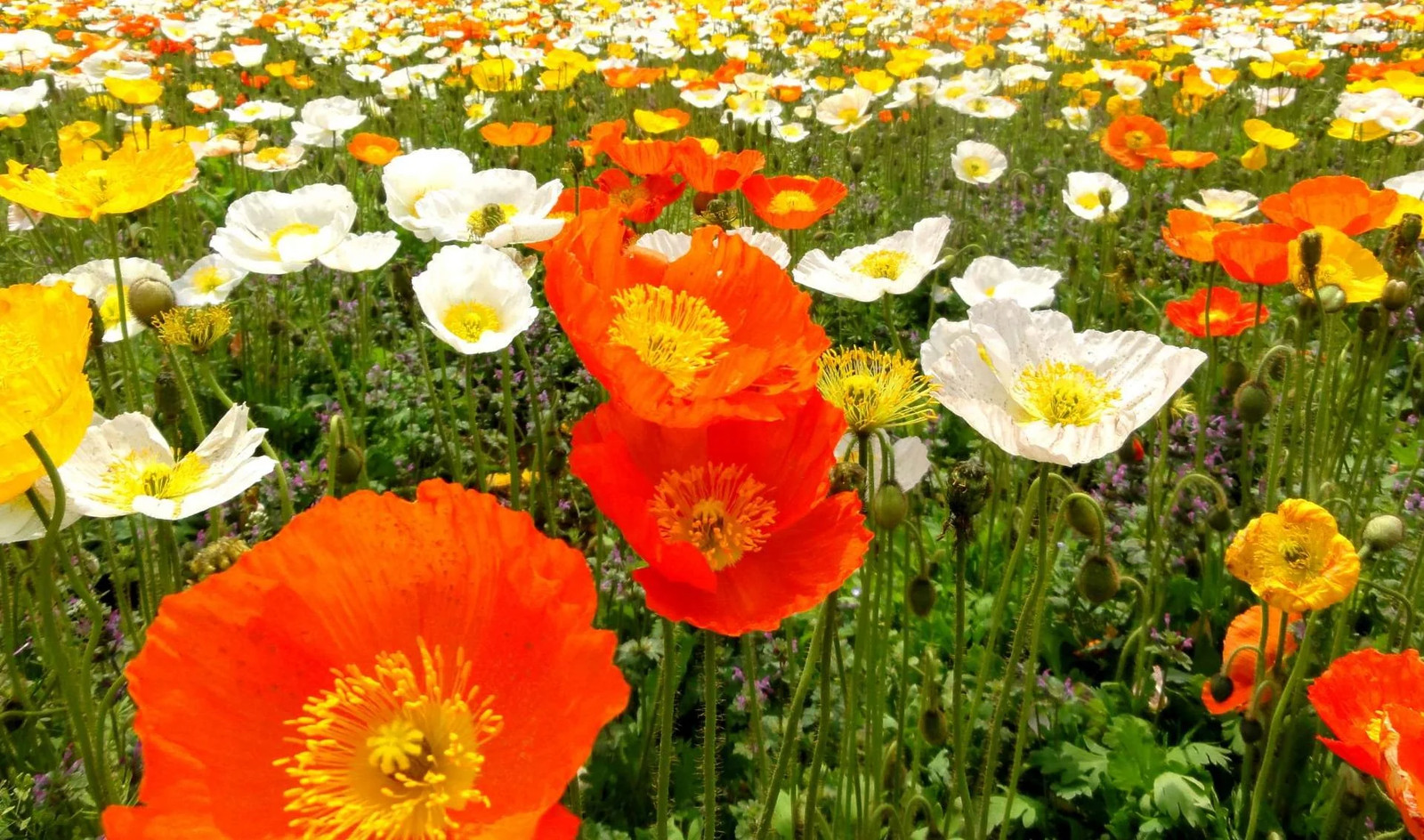 Iceland Poppy Seeds | Papaver Nudicaule Paper Poppies Champagne Flower Seed 2024