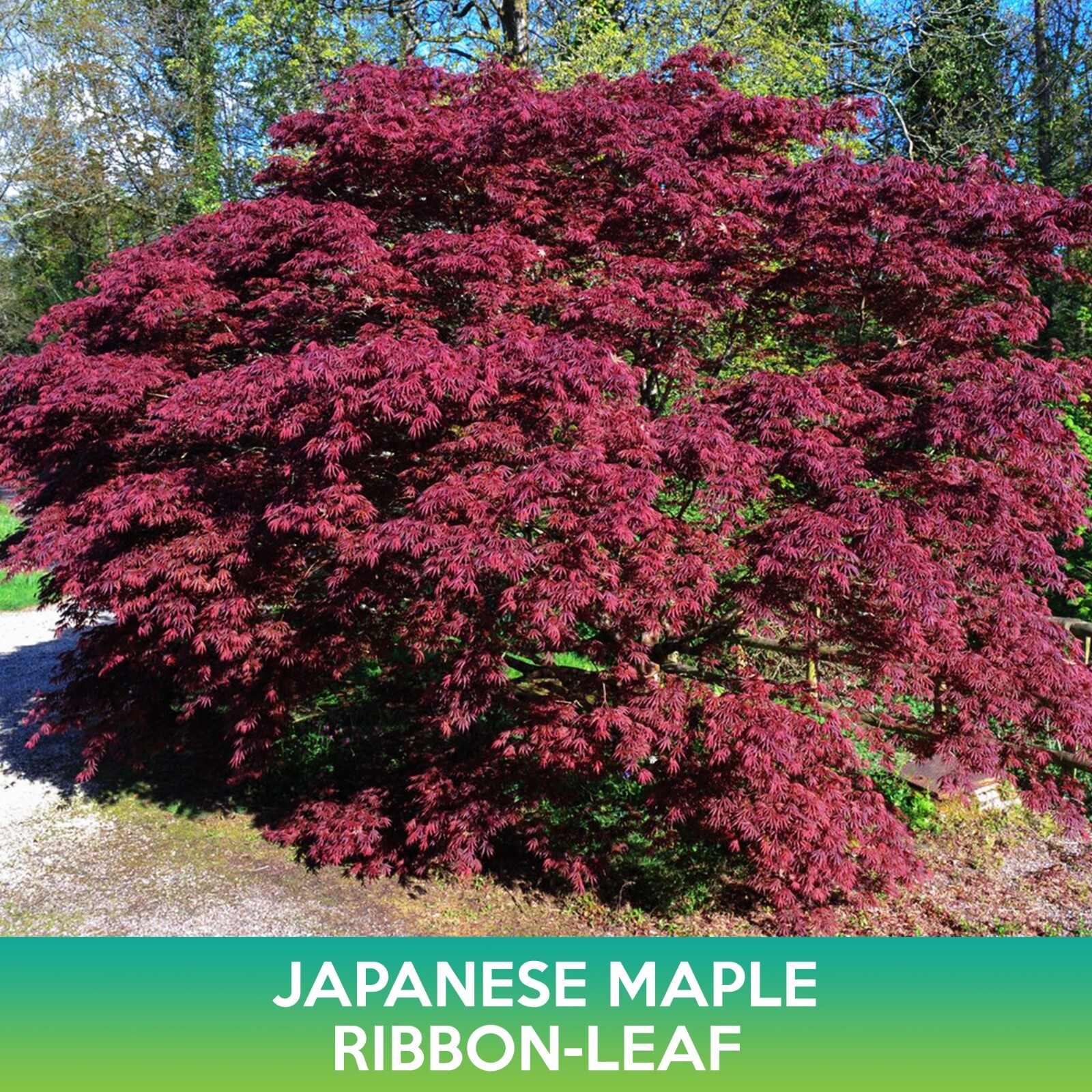Ribbon Leaf Japanese Maple Tree Seeds, Acer palmatum atrolineare