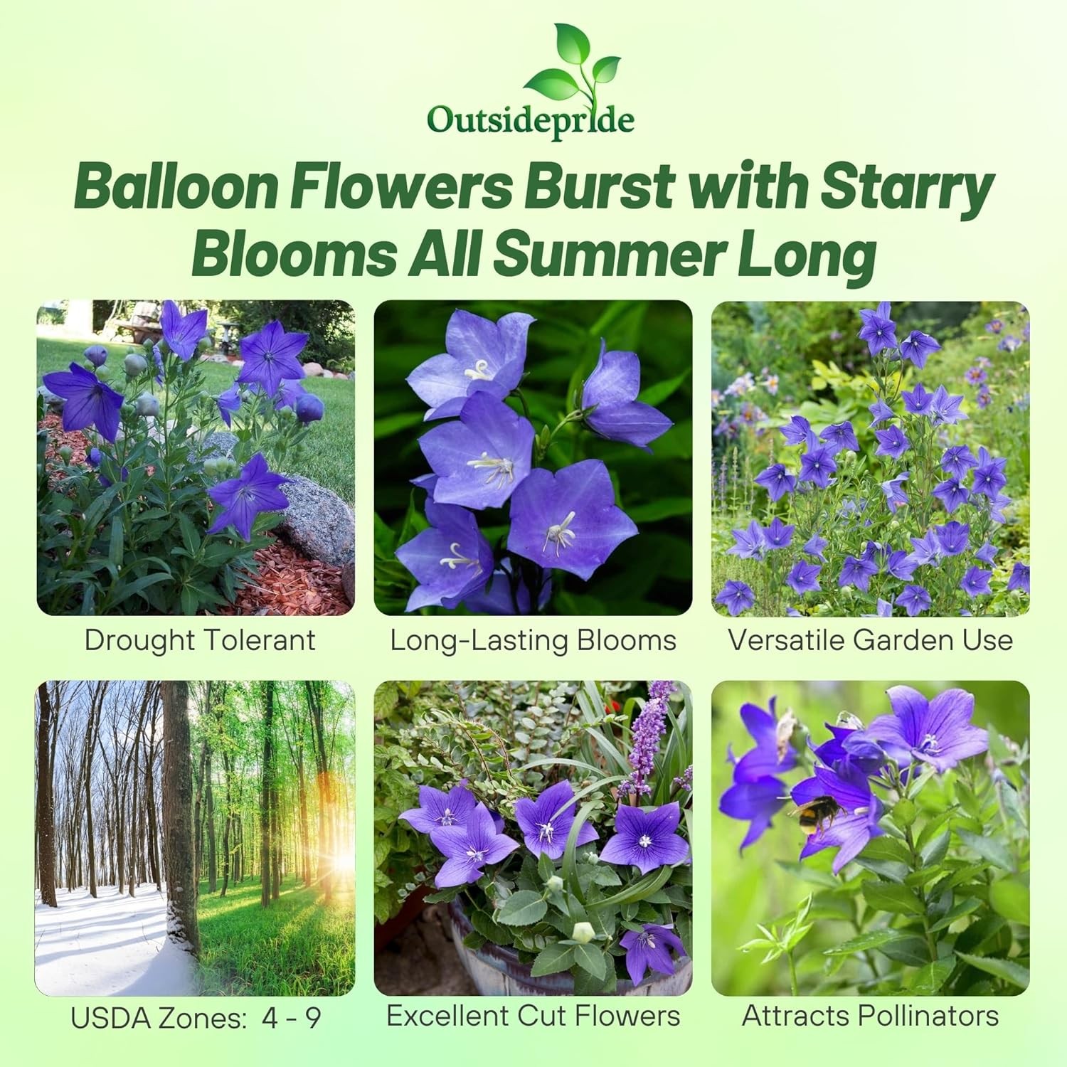 2000 Seeds Ballon Flower Seeds – Platycodon Grandiflora Blue Flower Seed