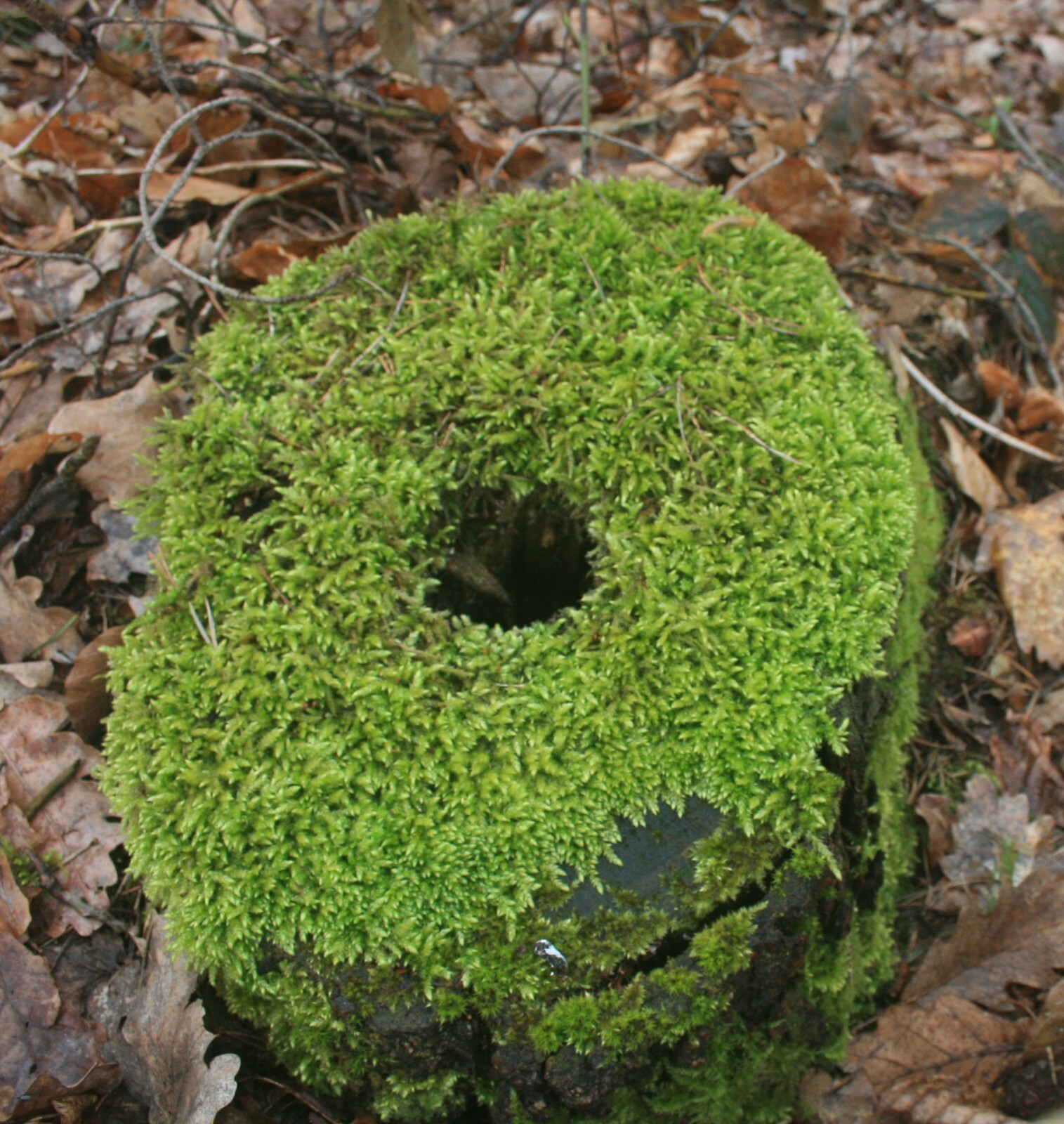 Irish Moss 300 Pelleted Seeds Sagina Subulata