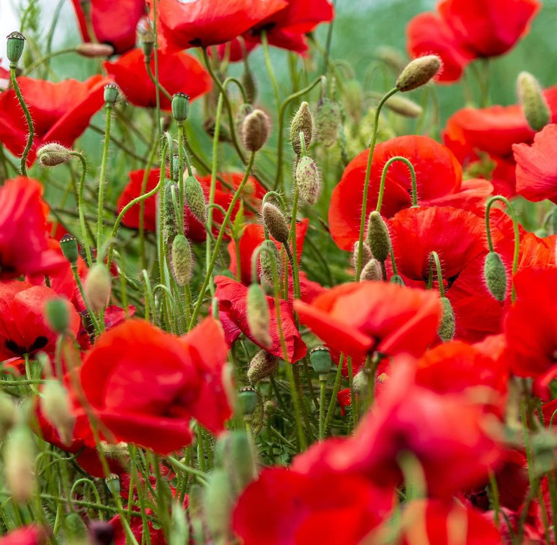 Poppy Seeds American Legion – Approx 5000 Flower Premium Non GMO Farmers Almanac