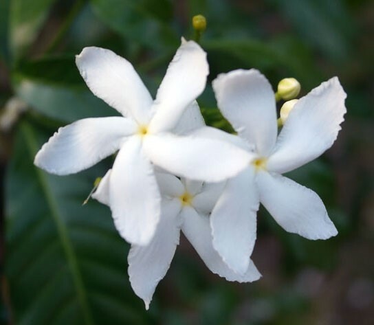 Jasminum trichotomum | 5_Seeds