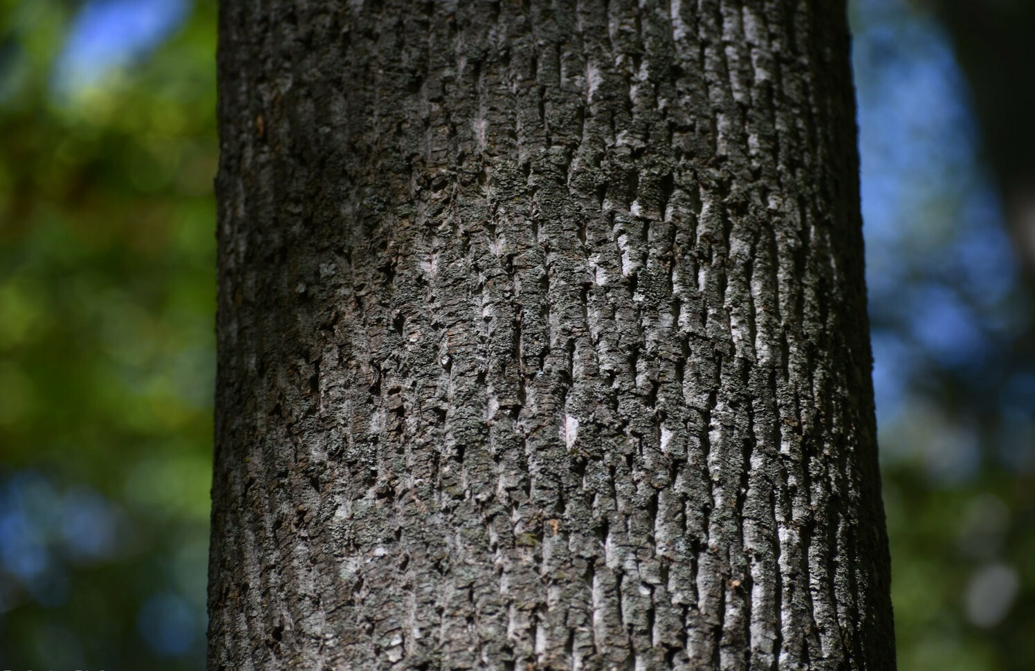 Tulip Poplar (Liriodendron Tulipifera) [APIARISTS,BEEKEEPING,NECTAR,NATIVE, 12+]