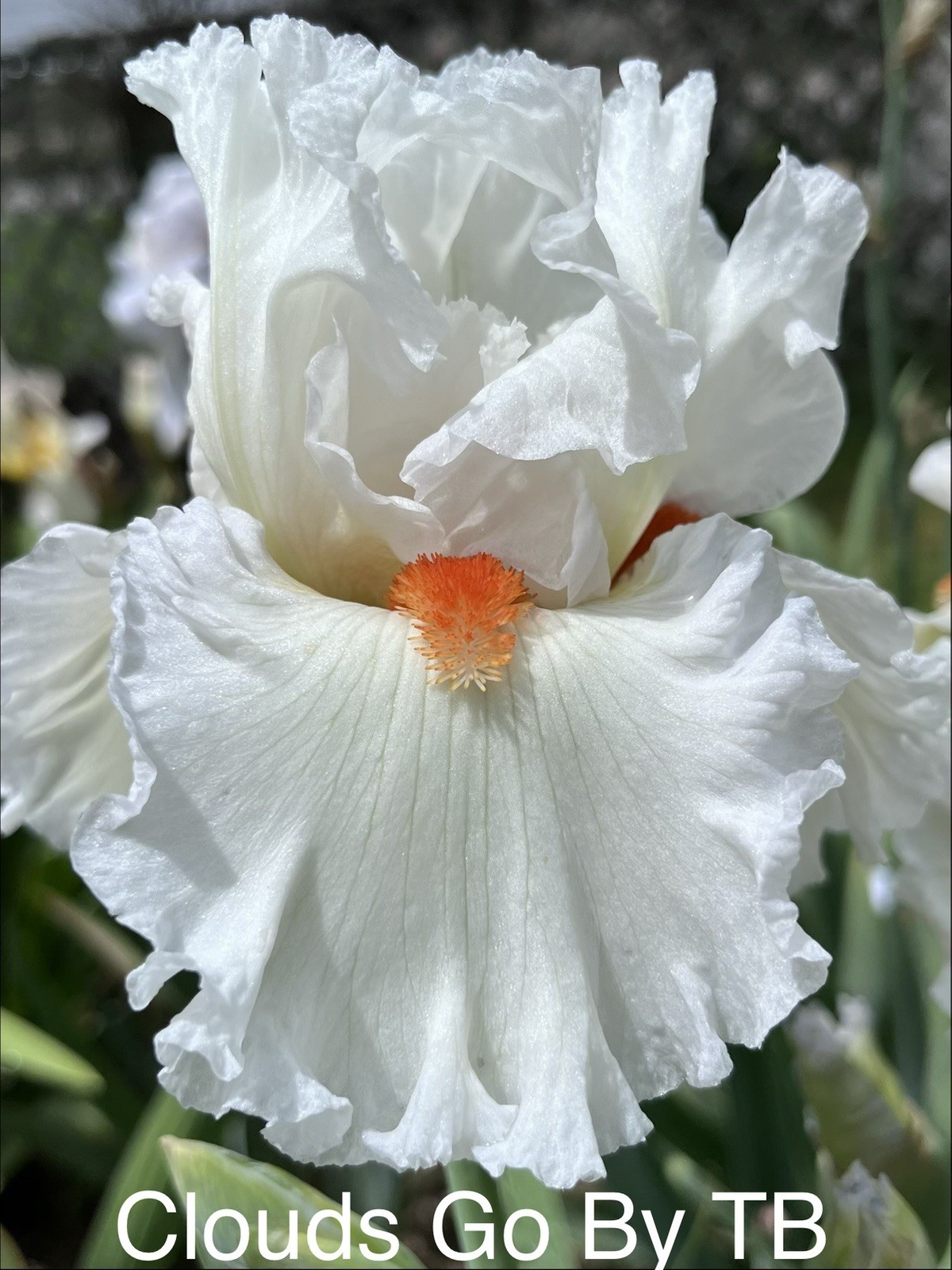 Collection Of 6 Different Tall Bearded Iris Rhizomes