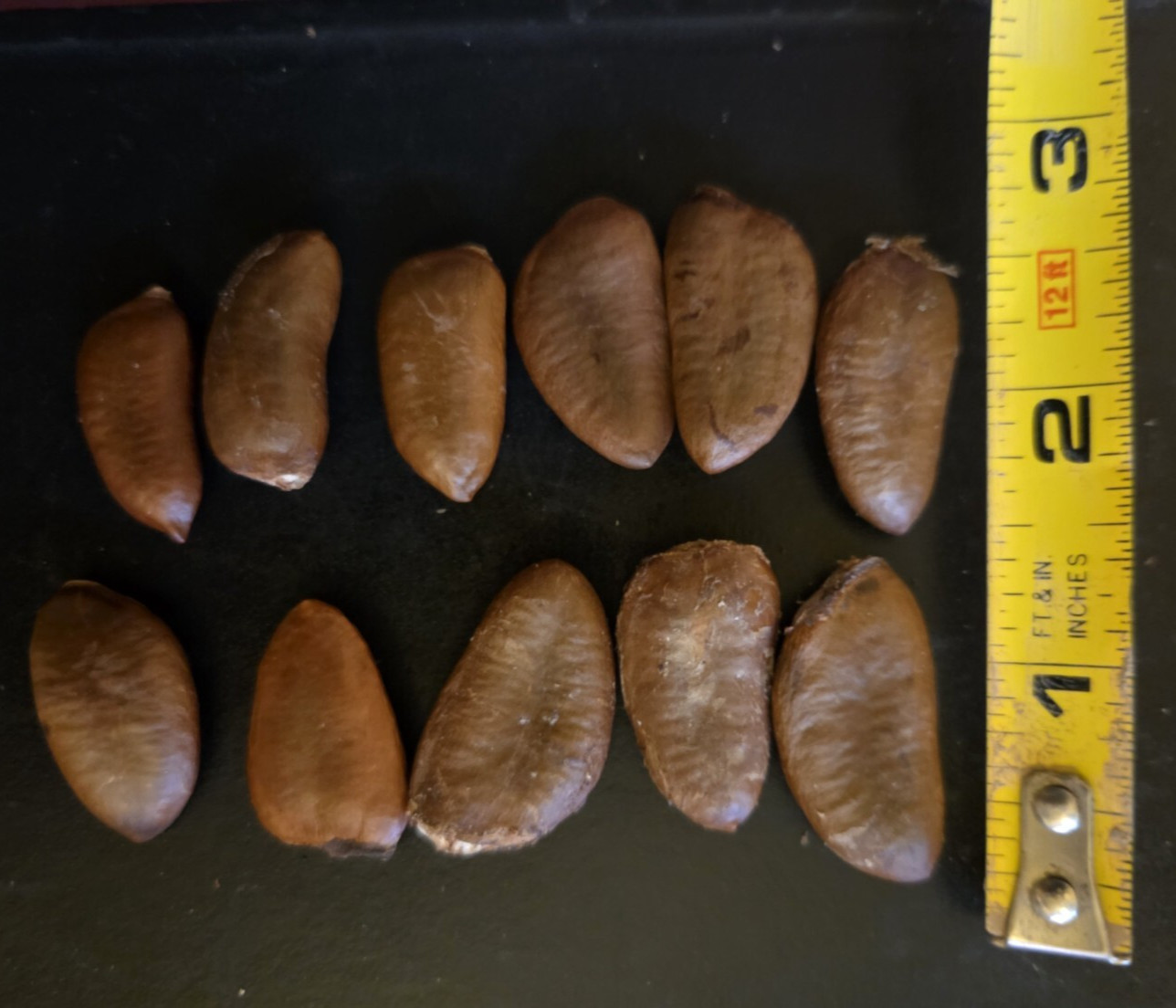 Organically Grown PAW PAW Tree Seed(s) Asimina Triloba INDIAN BANANA Hardy