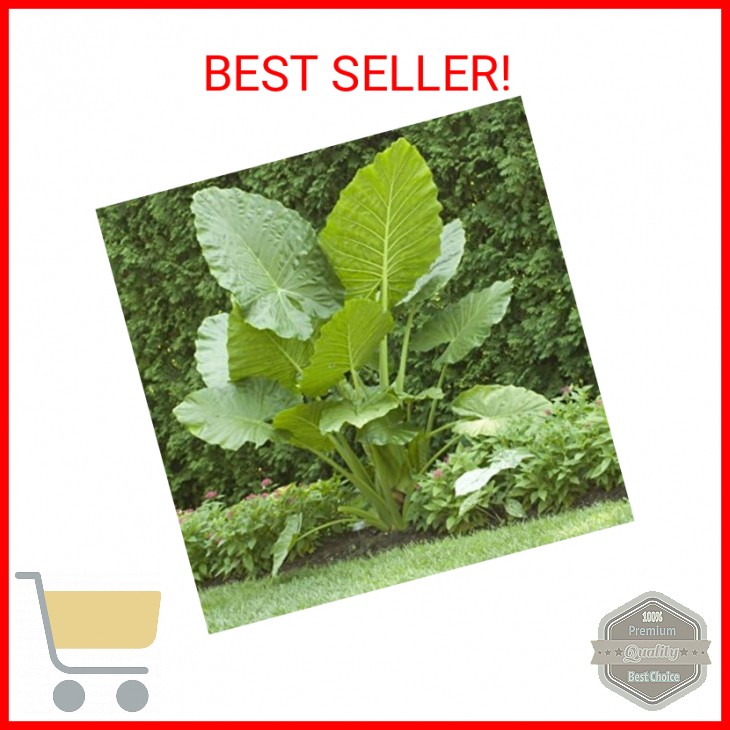 Elephant Ears (colocasia) 3 Bulb- bold tropical effect to and landscape.