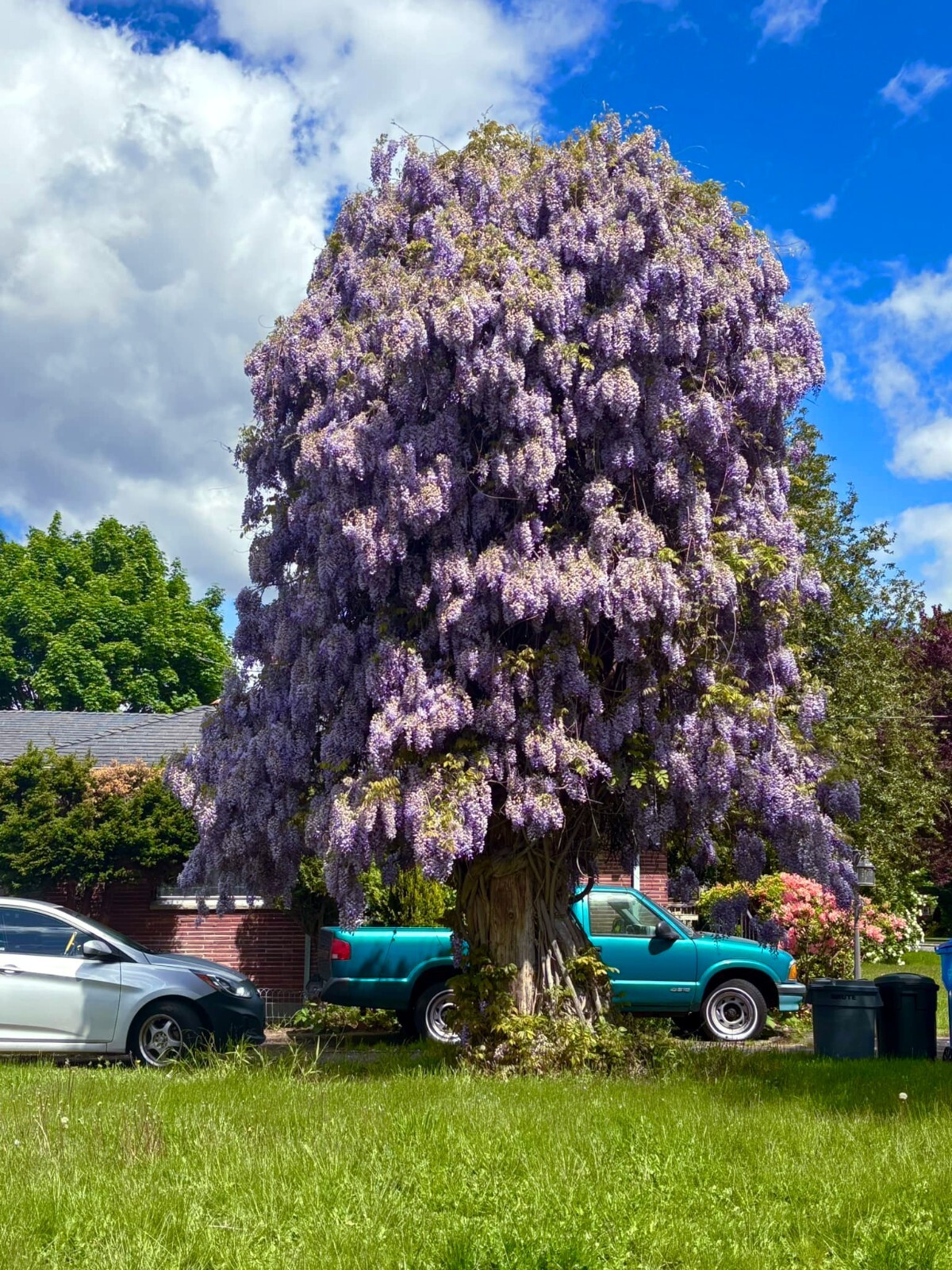 10 Chinese Blue Wisteria sinensis Tree Seeds Fast Flower Vine Hardy Bonsai Plant