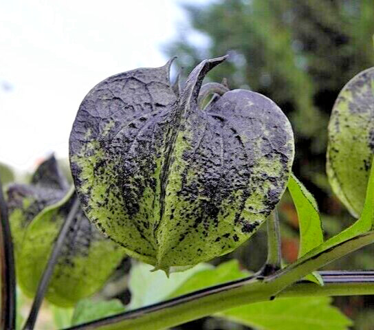 NICANDRA SPLASH OF CREAM 75 SEEDS, SHOO-FLY PLANT, NICANDRA PHSALODES VAR.