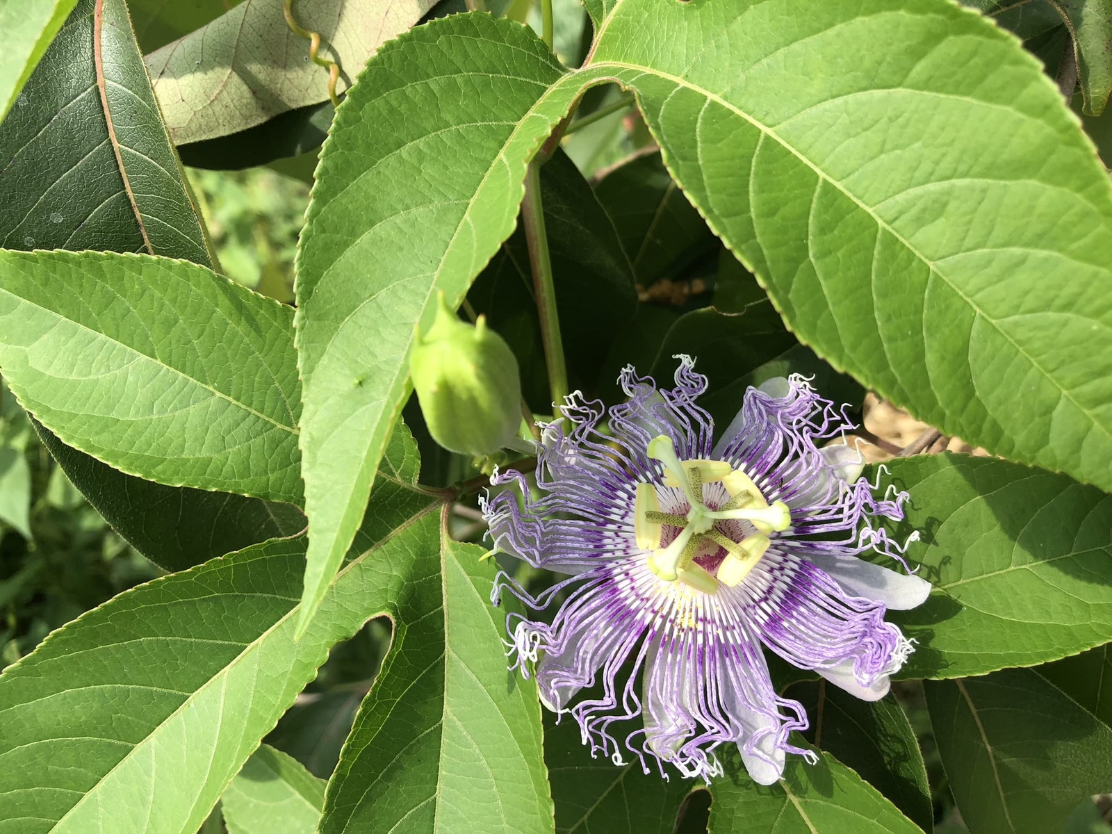 Passion Flower Seeds (Passiflora incarnata) 30 Seeds (1 Grams)