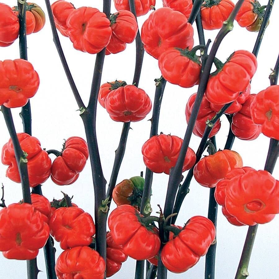Pumpkin on a Stick Eggplant Seeds for Planting (10 Seeds)