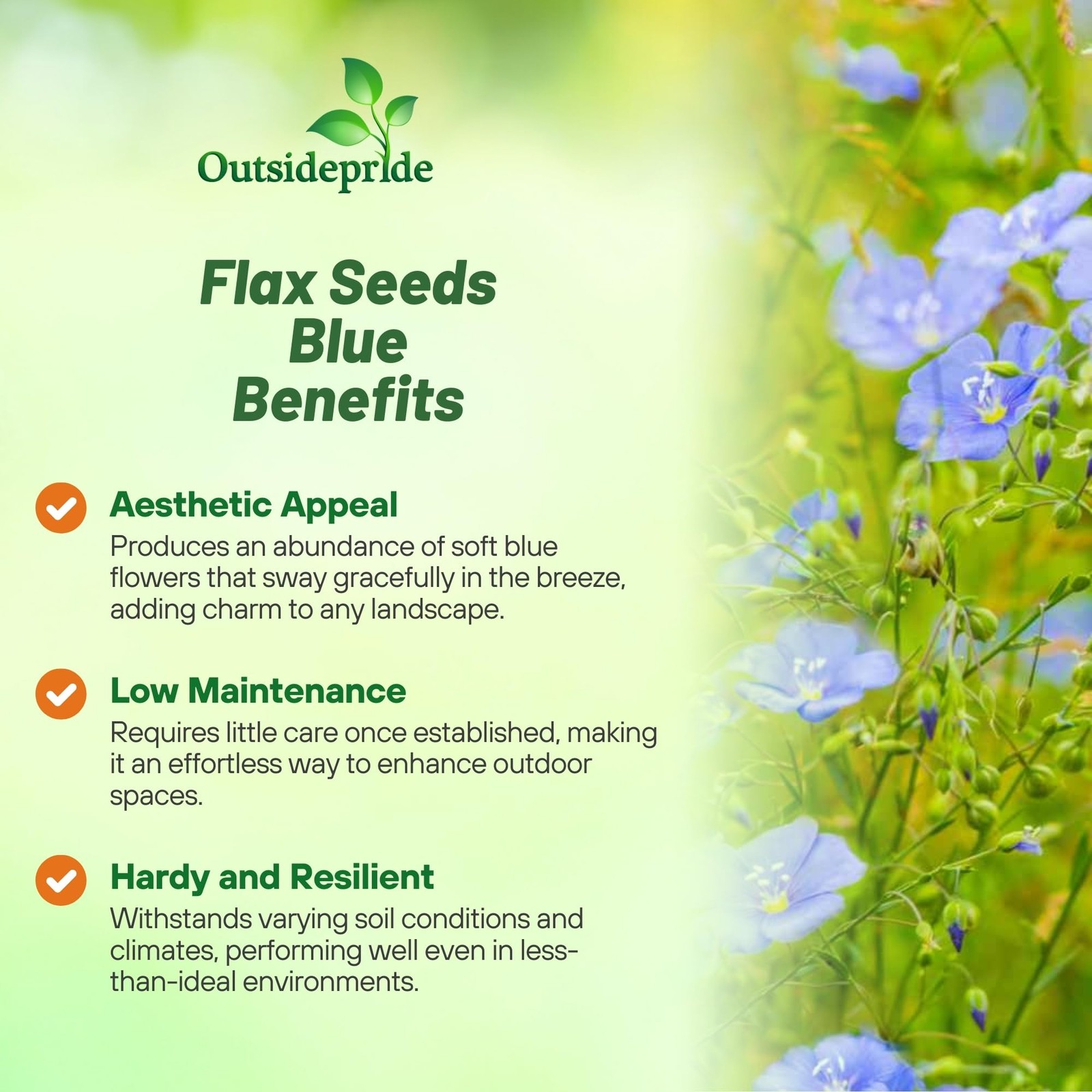 Blue Flax Seeds – 5000 Pcs Perennial Flower Seeds for Planting, -Seeding, Dro…