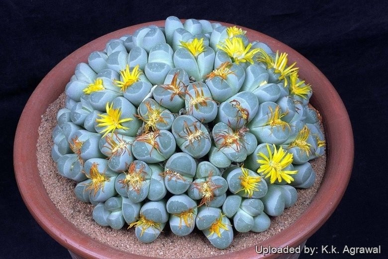 Lithops Olivacea 8 Seeds Free Shipping!