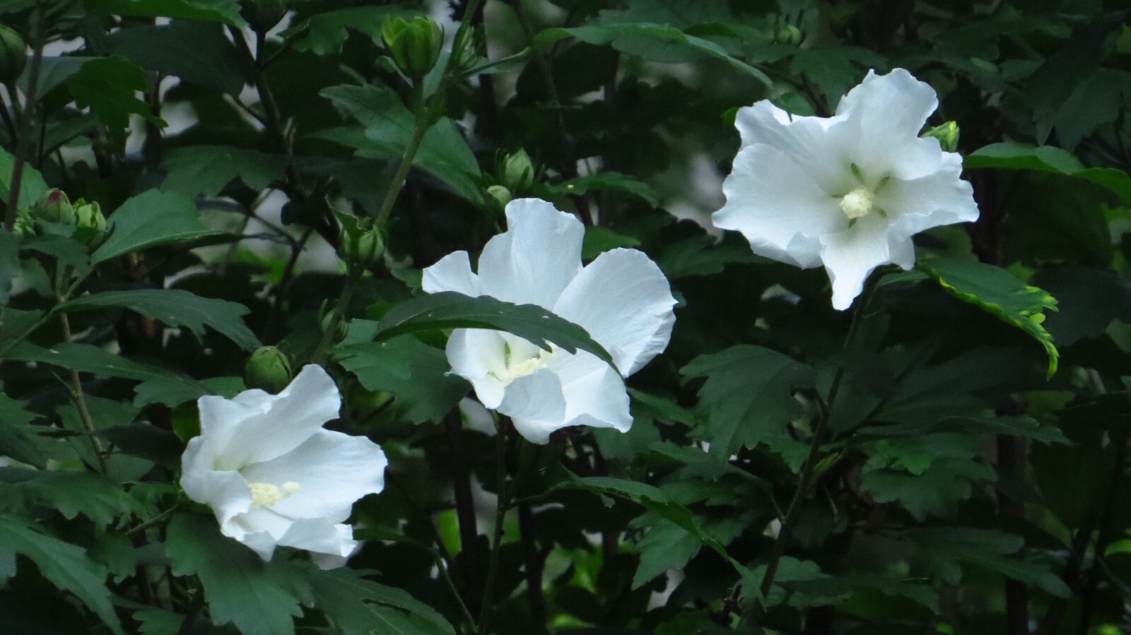 50+White Rose of Sharon Seeds(Hibiscus syriacus/Aphrodite Althea/hardy hibiscus)