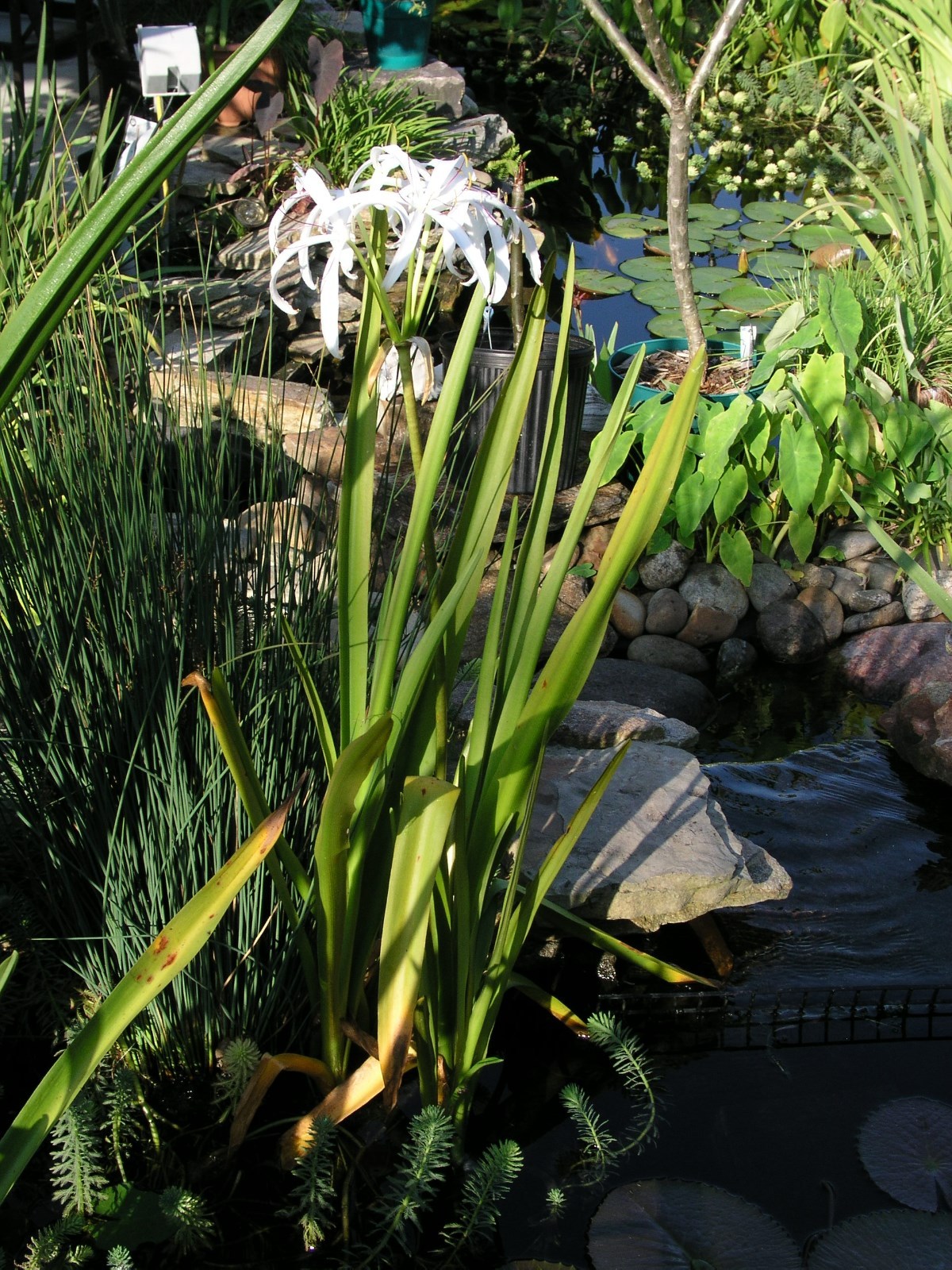 Crinum Lily, Americanum, large, blooming-size bulb – aquatic